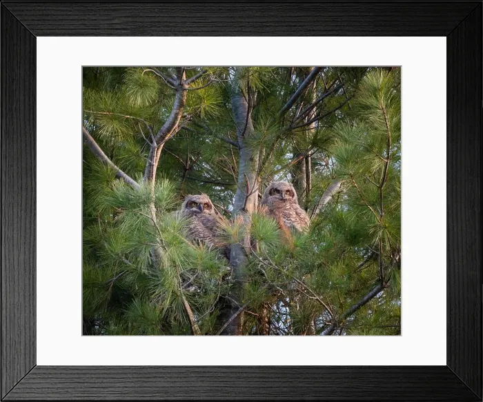 Framed Print : Two baby great horned owlets in a nest in pine tree on spring day Framed Print : Two baby great horned owlets in a nest in pine tree on spring day