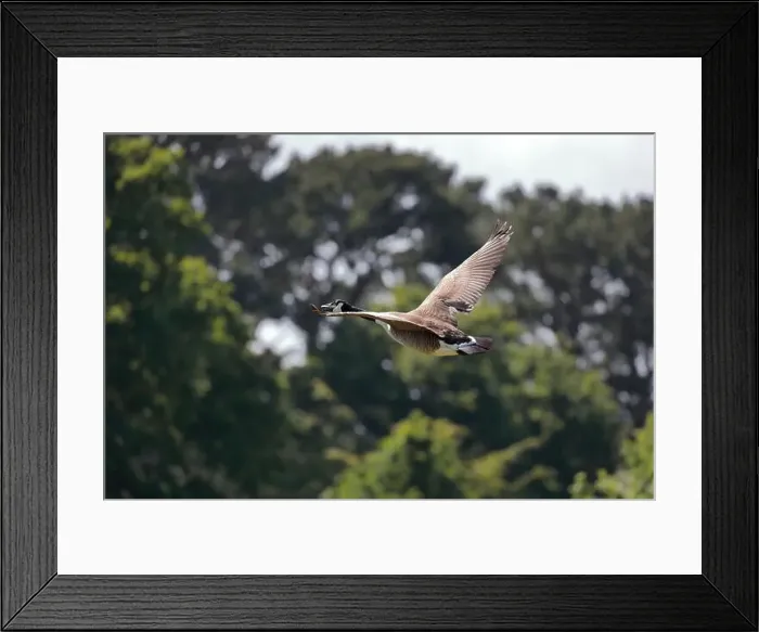 Framed Print : A single Canada goose (Branta canadensis) flying from right to left away from the camera with trees in the background Framed Print : A single Canada goose (Branta canadensis) flying from right to left away from the camera with trees in the background