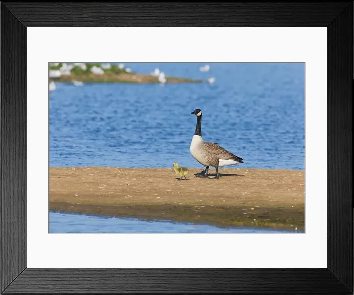 Framed Print : Canada goose Branta canadensis, adult and gosling walking on island, Minsmere RSPB reserve, Suffolk, England, May Framed Print : Canada goose Branta canadensis, adult and gosling walking on island, Minsmere RSPB reserve, Suffolk, England, May