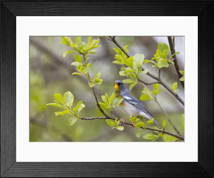 Framed Print : Northern Parula warbler perched on branch searching for insects in spring in Ottawa, Canada Framed Print : Northern Parula warbler perched on branch searching for insects in spring in Ottawa, Canada