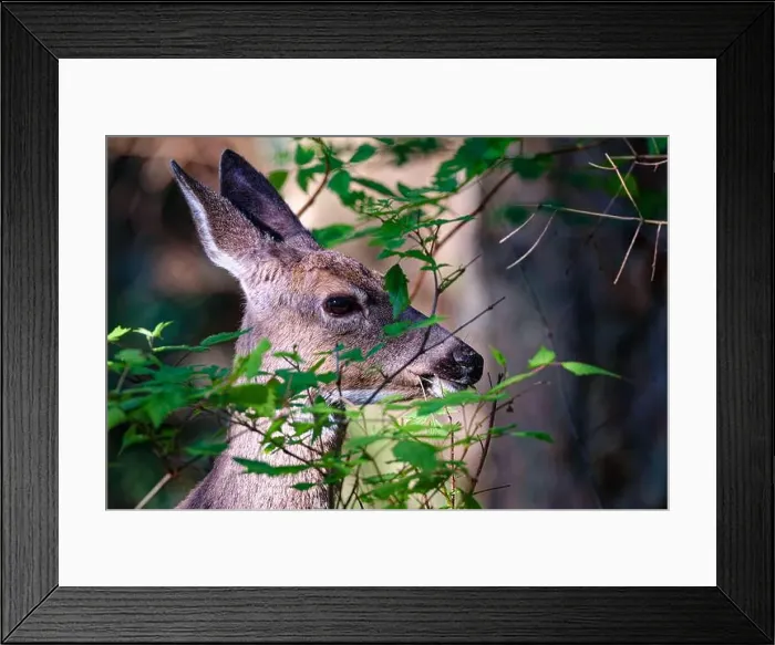 Framed Print : A closeup of a deer at Ruckle Provincial Park, Salt Spring Island, BC Canada Framed Print : A closeup of a deer at Ruckle Provincial Park, Salt Spring Island, BC Canada
