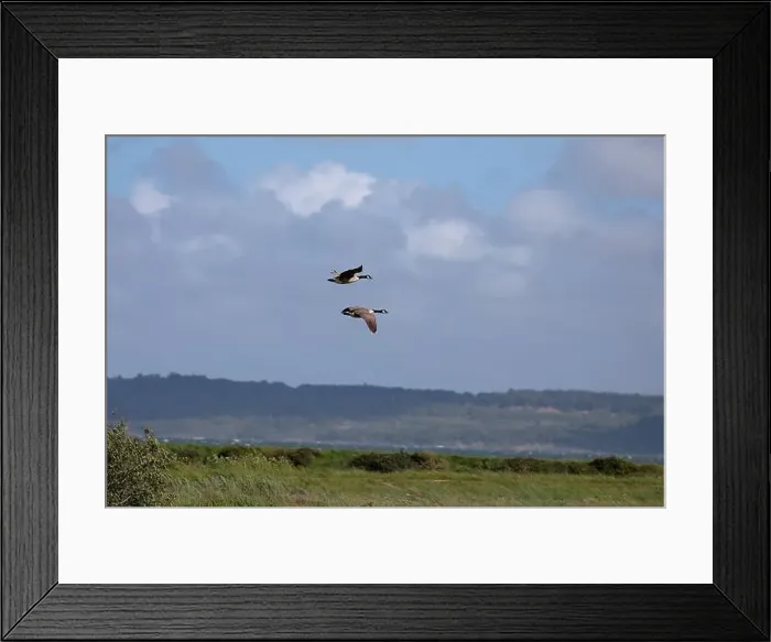 Framed Print : Two Canada geese (Branta canadensis) Framed Print : Two Canada geese (Branta canadensis)