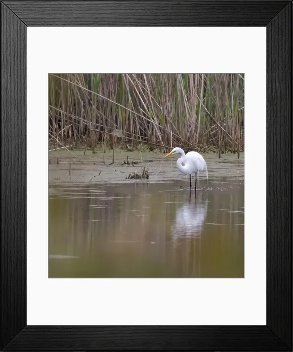 Framed Print : Great Egret wading in a marsh habitat in Amherstburg Ontario in spring