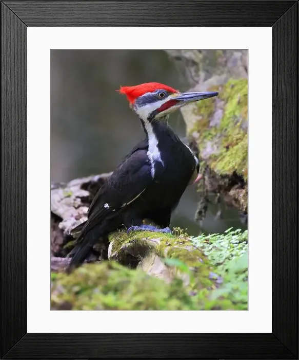 Framed Print : Pileated woodpecker portrait sitting on a tree trunk into the forest in Quebec, Canada