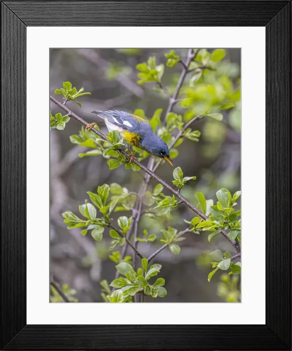 Framed Print : Northern Parula warbler perched on branch searching for insects in spring in Ottawa, Canada Framed Print : Northern Parula warbler perched on branch searching for insects in spring in Ottawa, Canada