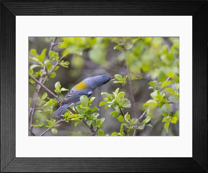 Framed Print : Northern Parula warbler perched on branch searching for insects in spring in Ottawa, Canada Framed Print : Northern Parula warbler perched on branch searching for insects in spring in Ottawa, Canada