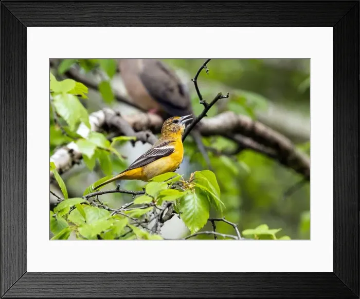 Framed Print : Closeup of female Baltimore Oriole perching in a leafy tree in spring time, Ontario, Canada Framed Print : Closeup of female Baltimore Oriole perching in a leafy tree in spring time, Ontario, Canada