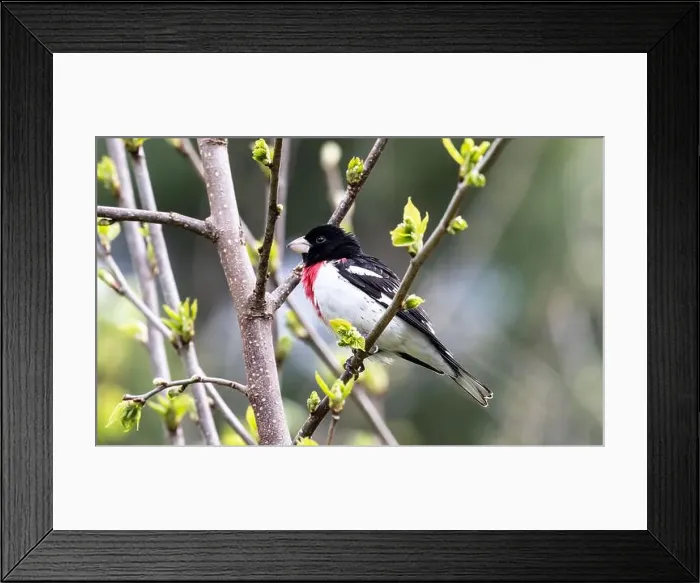 Framed Print : Closeup of a male Rose-breasted Grosbeak perching in a leafy shrub in Ontario, Canada Framed Print : Closeup of a male Rose-breasted Grosbeak perching in a leafy shrub in Ontario, Canada