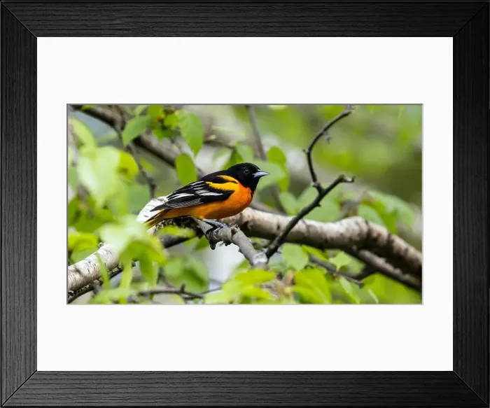 Framed Print : Closeup of a male Baltimore Oriole perching in a leafy tree during spring migration, Ontario, Canada Framed Print : Closeup of a male Baltimore Oriole perching in a leafy tree during spring migration, Ontario, Canada