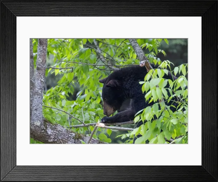 Framed Print : Huge male American black bear (Ursus americanus) in summer