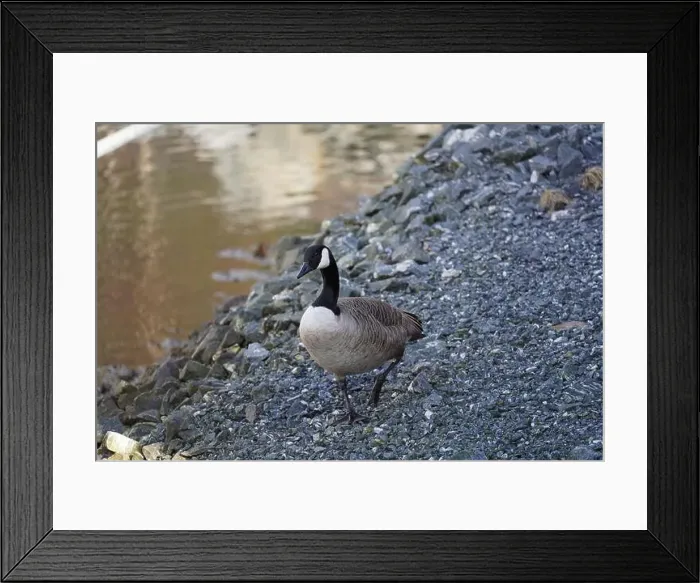 Framed Print : A canada goose heading to the water at Oere marina Framed Print : A canada goose heading to the water at Oere marina