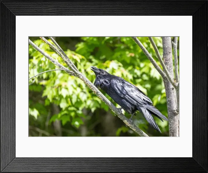 Framed Print : common raven (Corvus corax) Framed Print : common raven (Corvus corax)
