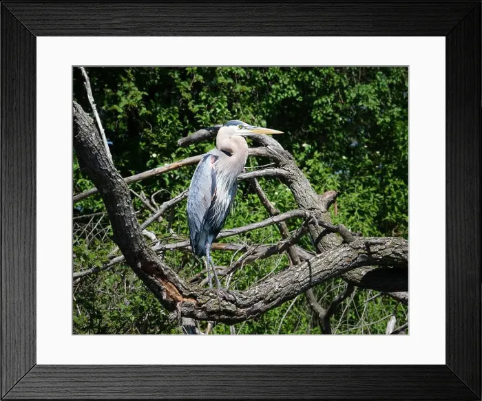 Framed Print : Taken from a canoe; a great blue heron is framed by tree branches as it stands on the shore of a creek Framed Print : Taken from a canoe; a great blue heron is framed by tree branches as it stands on the shore of a creek