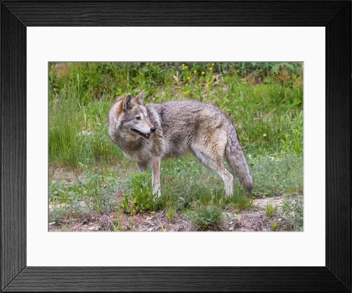 Framed Print : Male coyote (Canis latrans) in summer Framed Print : Male coyote (Canis latrans) in summer