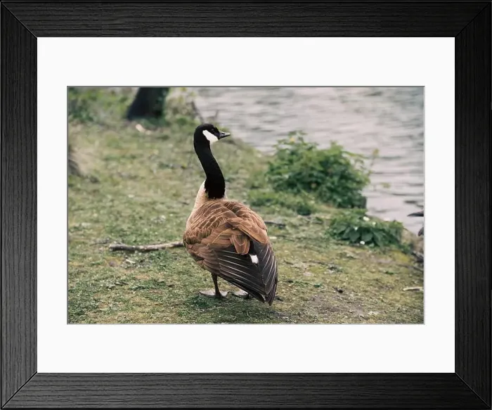 Framed Print : A closeup shot of a Canadian goose perched on the shore of a lake Framed Print : A closeup shot of a Canadian goose perched on the shore of a lake