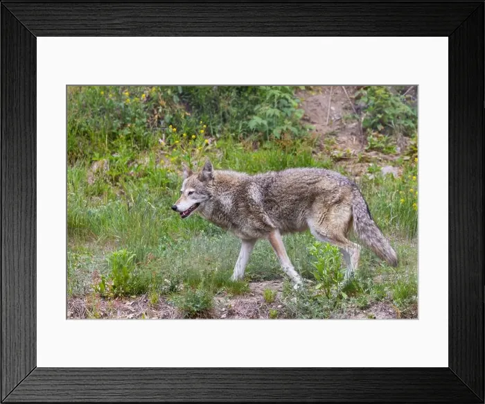 Framed Print : Male coyote (Canis latrans) in summer Framed Print : Male coyote (Canis latrans) in summer