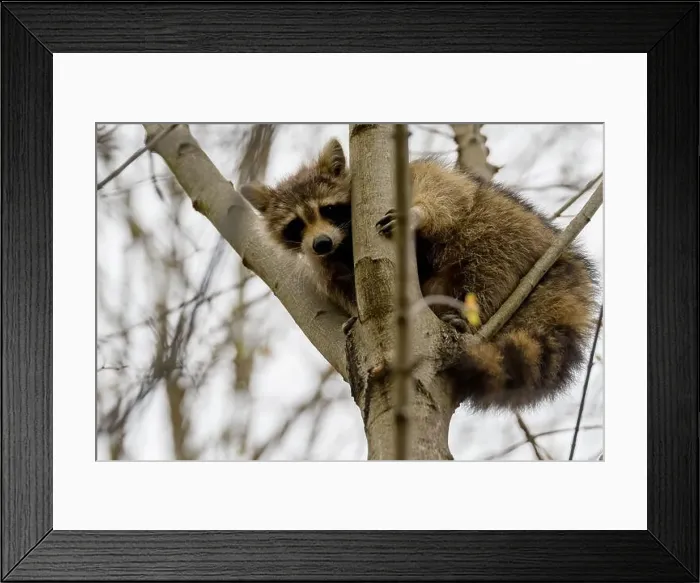 Framed Print : A raccoon looks down from a fork in a tree. Overcast sky above Framed Print : A raccoon looks down from a fork in a tree. Overcast sky above