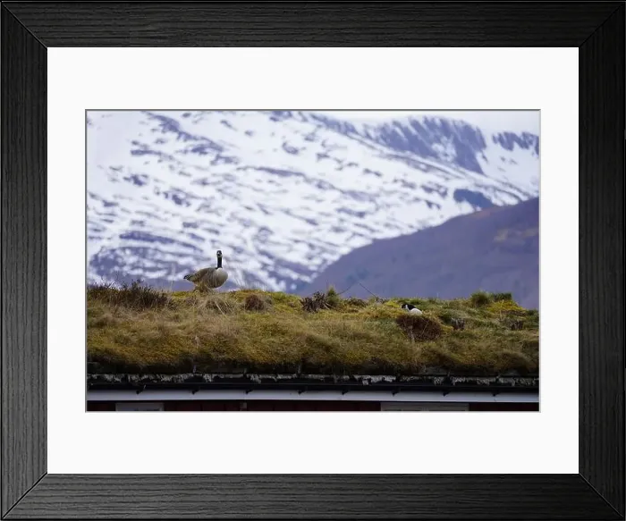 Framed Print : A pair of canada geese on the roof of a house at Oere marina Framed Print : A pair of canada geese on the roof of a house at Oere marina