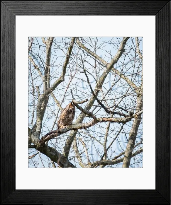 Framed Print : Adult great horned owl sittting on tree branch on spring day Framed Print : Adult great horned owl sittting on tree branch on spring day