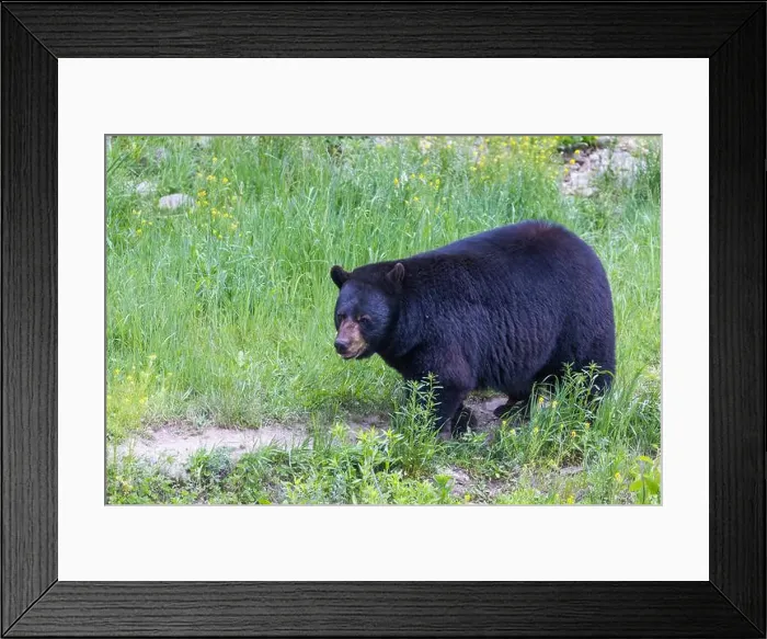 Framed Print : Huge male American black bear (Ursus americanus) in summer Framed Print : Huge male American black bear (Ursus americanus) in summer