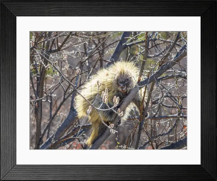 Framed Print : A Porcupine Feeding in a Tree in Alaska Framed Print : A Porcupine Feeding in a Tree in Alaska