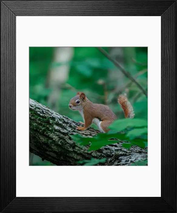 Framed Print : little squirrel on a tree branch in the forest Framed Print : little squirrel on a tree branch in the forest