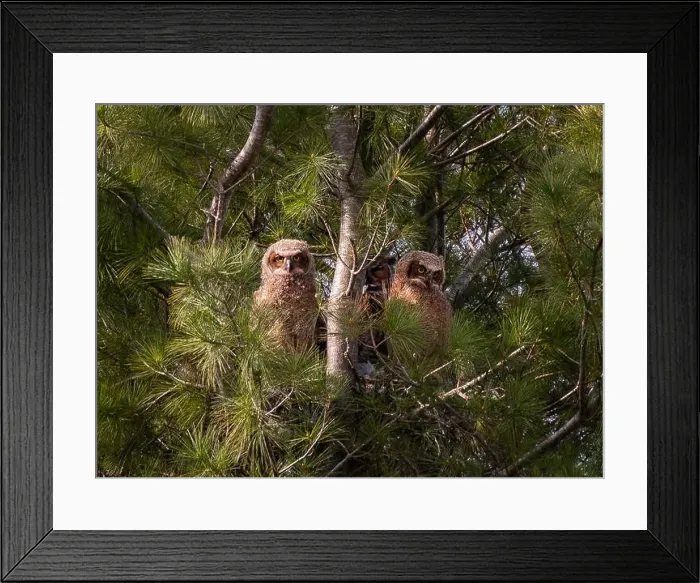 Framed Print : Two baby great horned owlets with adult in a nest in a pine tree Framed Print : Two baby great horned owlets with adult in a nest in a pine tree
