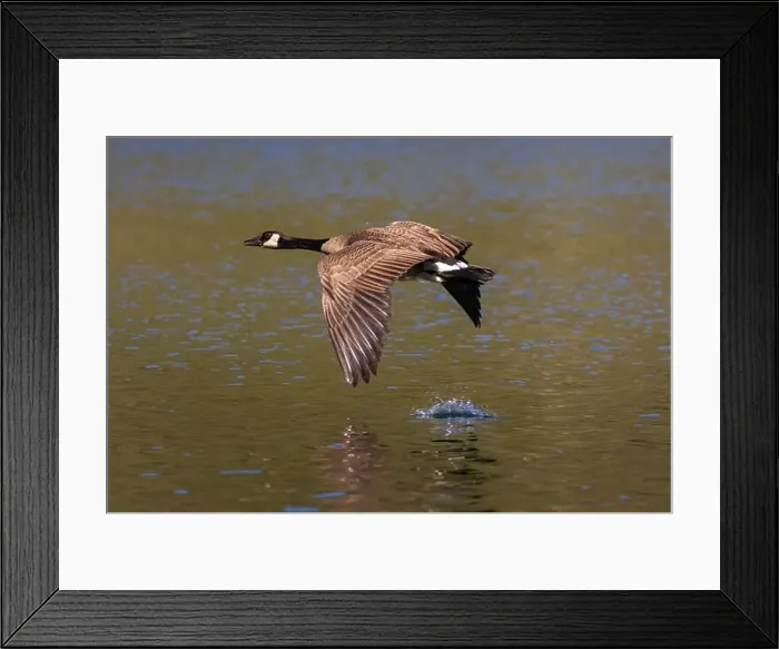 Framed Print : Canada goose (Branta canadensis) in flight low to the water with wing splash - Blue Lake - Lassen County CA Framed Print : Canada goose (Branta canadensis) in flight low to the water with wing splash - Blue Lake - Lassen County CA
