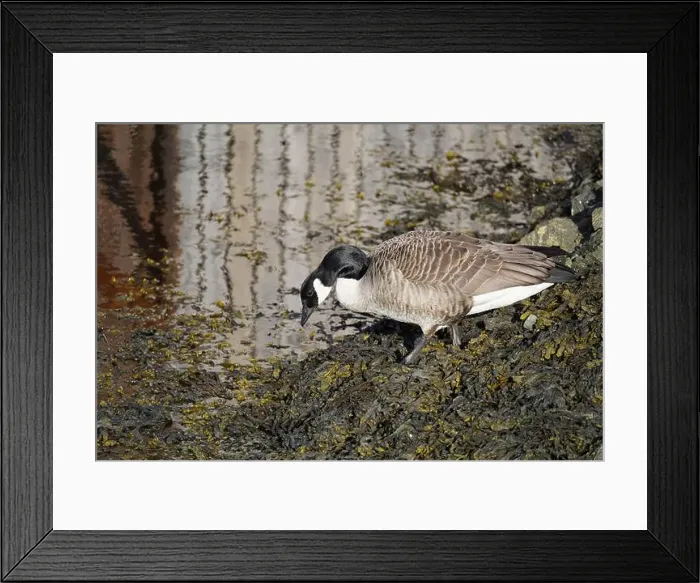 Framed Print : A canada goose heading to the water at Oere marina Framed Print : A canada goose heading to the water at Oere marina