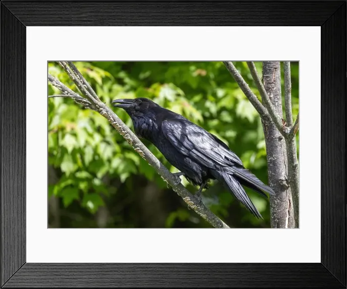 Framed Print : common raven (Corvus corax) Framed Print : common raven (Corvus corax)