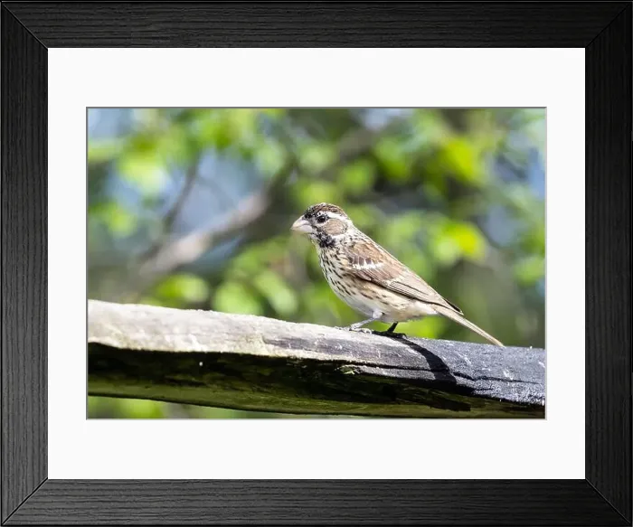 Framed Print : Closeup of a female Rose-breasted Grosbeak perching on a log in Ontario, Canada Framed Print : Closeup of a female Rose-breasted Grosbeak perching on a log in Ontario, Canada