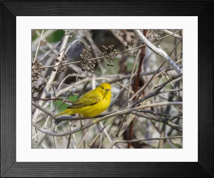 Framed Print : A bright Yellow Warbler in e tangle of dried branches
