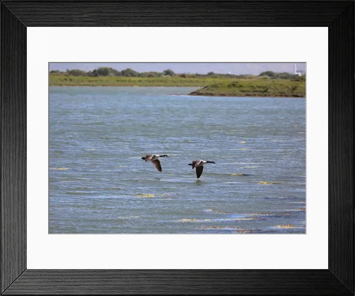 Framed Print : Two Canada geese (Branta canadensis) flying close together from left to right over water with land in the background Framed Print : Two Canada geese (Branta canadensis) flying close together from left to right over water with land in the background