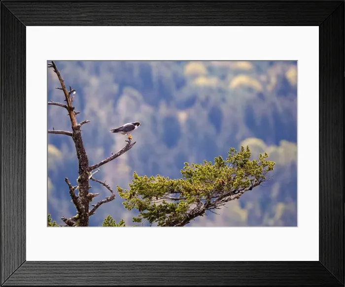 Framed Print : A peregrine falcon on a branch, Mount Maxwell, Salt Spring Island, BC, Canada Framed Print : A peregrine falcon on a branch, Mount Maxwell, Salt Spring Island, BC, Canada