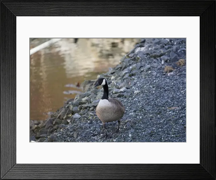 Framed Print : A canada goose heading to the water at Oere marina Framed Print : A canada goose heading to the water at Oere marina