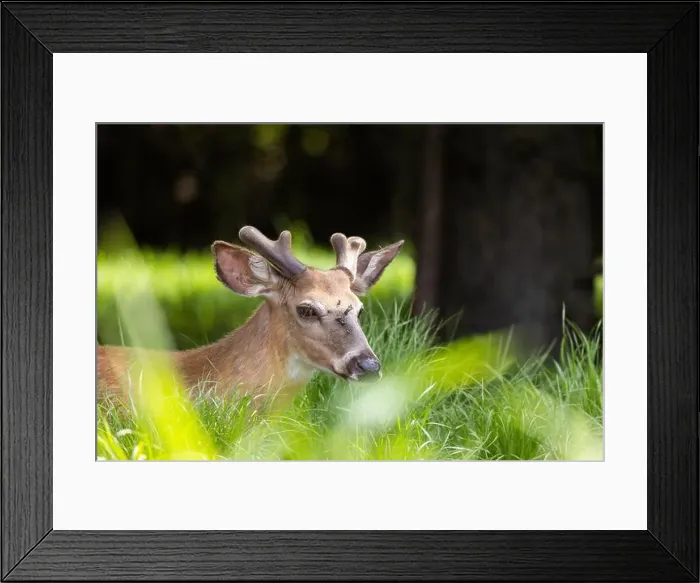 Framed Print : Male white-tailed deer (Odocoileus virginianus) in spring Framed Print : Male white-tailed deer (Odocoileus virginianus) in spring