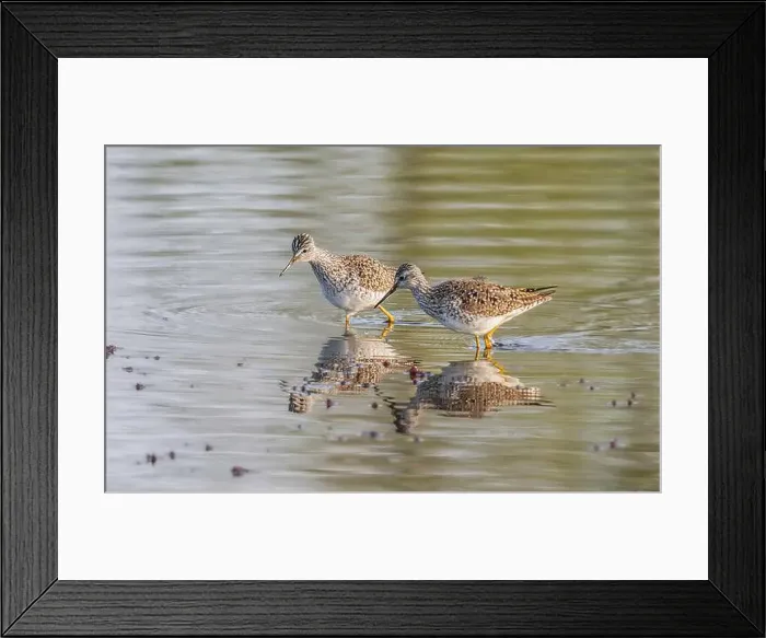 Framed Print : Yellowlegs Pair During Breeding Season in Alaska Framed Print : Yellowlegs Pair During Breeding Season in Alaska