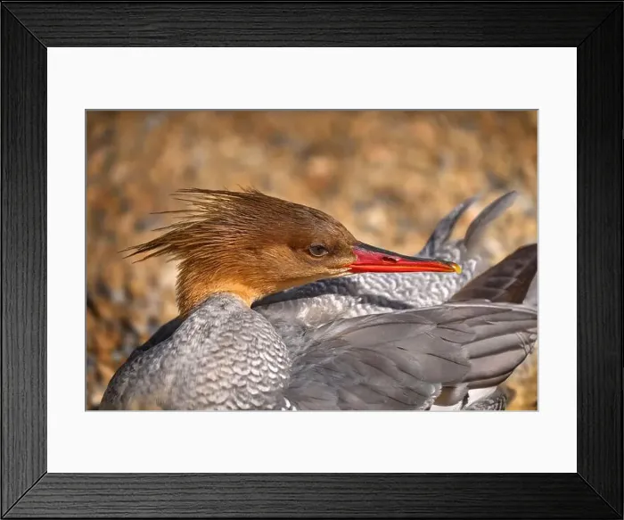 Framed Print : Scaly-breasted Merganser, Mergus squamatus Framed Print : Scaly-breasted Merganser, Mergus squamatus