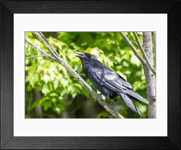 Framed Print : common raven (Corvus corax) Framed Print : common raven (Corvus corax)