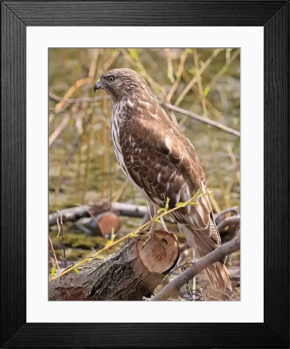 Framed Print : Red-shouldered Hawk perched on a trunk on the swamp, Montreal, Canada Framed Print : Red-shouldered Hawk perched on a trunk on the swamp, Montreal, Canada