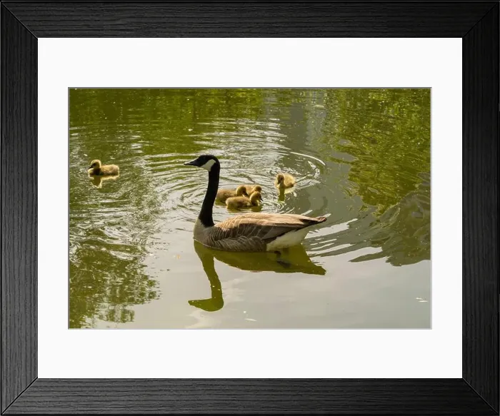 Framed Print : geese with goslings Canada goose swimming on lake Framed Print : geese with goslings Canada goose swimming on lake