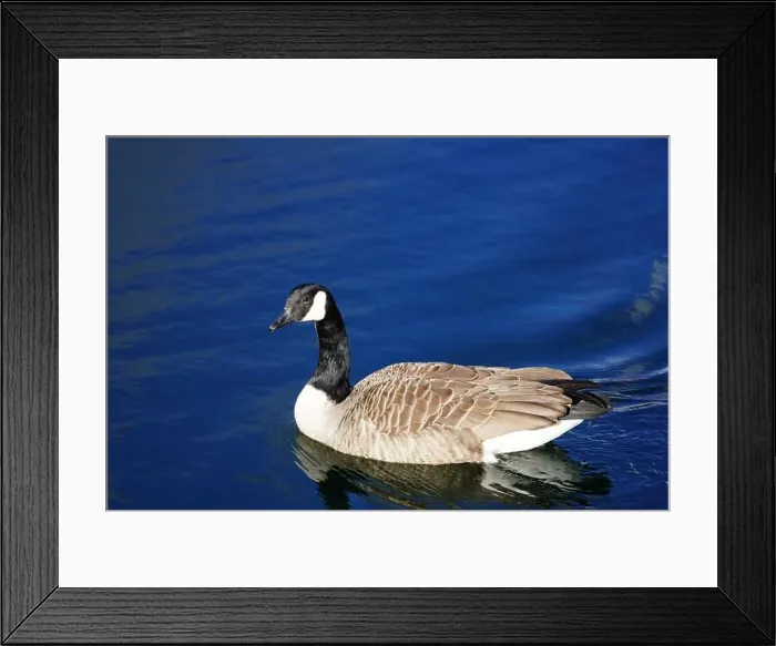 Framed Print : A Canada goose taking a swim in the water of Oere marina Framed Print : A Canada goose taking a swim in the water of Oere marina