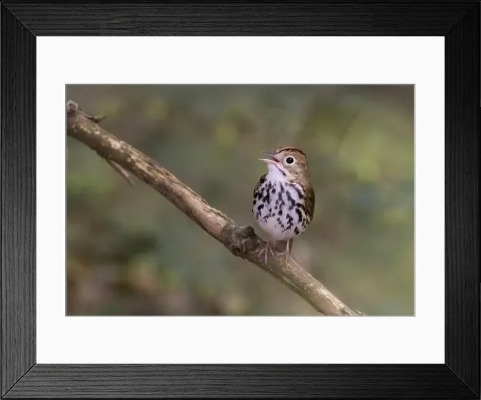 Framed Print : Male ovenbird (Seiurus aurocapilla) singing Framed Print : Male ovenbird (Seiurus aurocapilla) singing