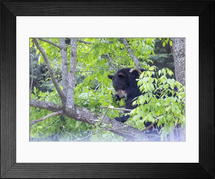 Framed Print : Huge male American black bear (Ursus americanus) in summer Framed Print : Huge male American black bear (Ursus americanus) in summer
