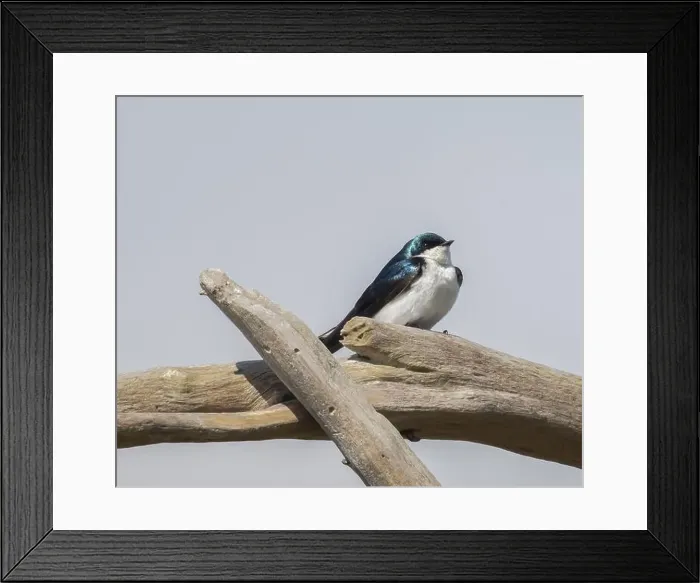 Framed Print : Male Tree Swallow standing on driftwood in Ontario with blue sky background Framed Print : Male Tree Swallow standing on driftwood in Ontario with blue sky background