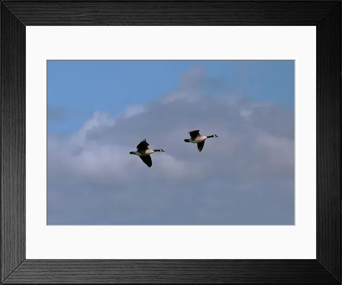 Framed Print : Two Canada geese (Branta canadensis) flying close together from left to right in a cloudy sky Framed Print : Two Canada geese (Branta canadensis) flying close together from left to right in a cloudy sky