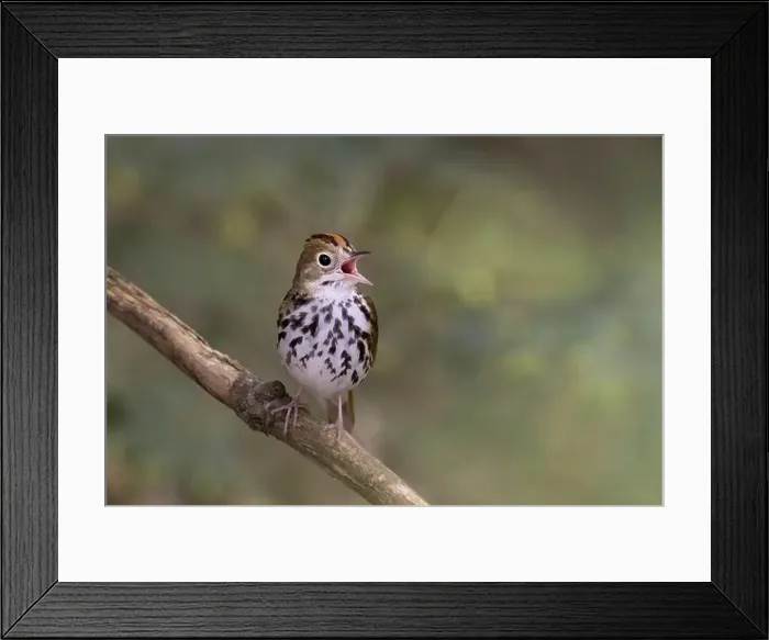 Framed Print : Male ovenbird (Seiurus aurocapilla) singing Framed Print : Male ovenbird (Seiurus aurocapilla) singing