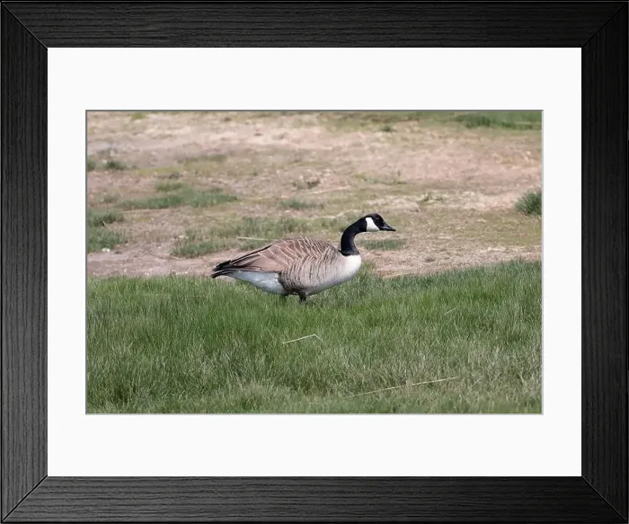 Framed Print : A single Canada goose (Branta canadensis) walking through long grass from left to right Framed Print : A single Canada goose (Branta canadensis) walking through long grass from left to right