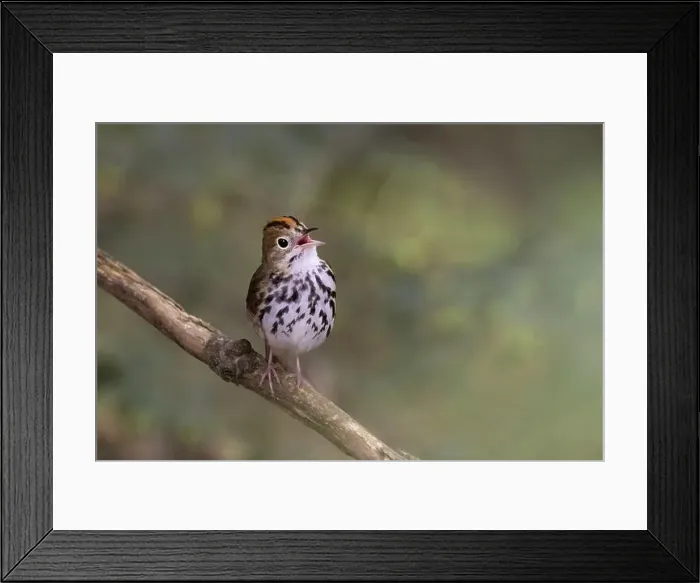 Framed Print : Male ovenbird (Seiurus aurocapilla) singing Framed Print : Male ovenbird (Seiurus aurocapilla) singing