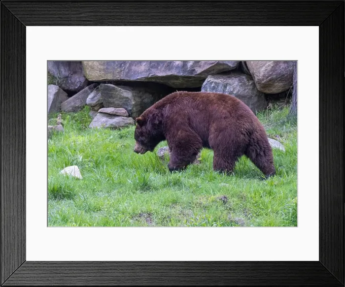 Framed Print : cinnamon bear (Ursus americanus cinnamomum) Framed Print : cinnamon bear (Ursus americanus cinnamomum)